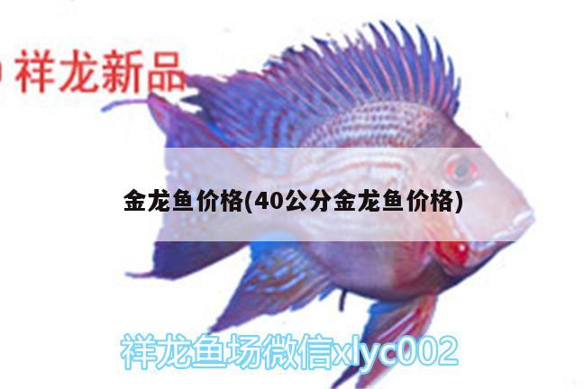 金龍魚價(jià)格(40公分金龍魚價(jià)格)