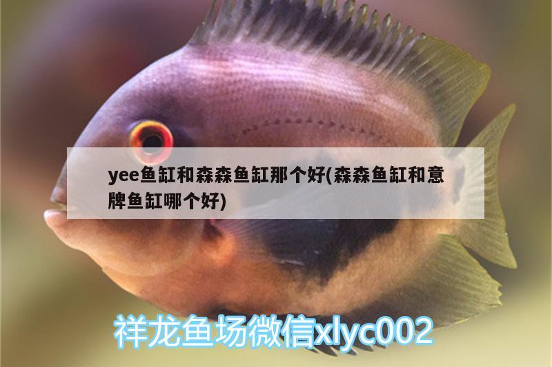 yee魚缸和森森魚缸那個好(森森魚缸和意牌魚缸哪個好) yee