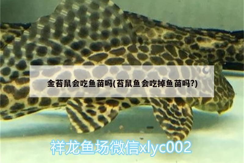 金苔鼠會(huì)吃魚苗嗎(苔鼠魚會(huì)吃掉魚苗嗎?)