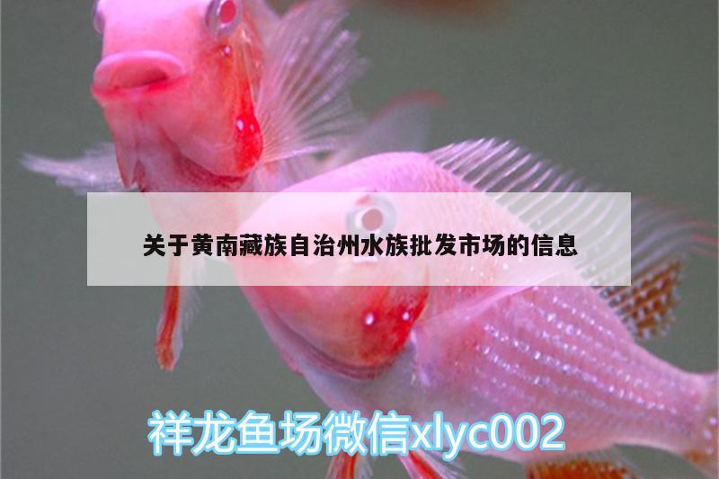 關于黃南藏族自治州水族批發(fā)市場的信息 觀賞魚水族批發(fā)市場