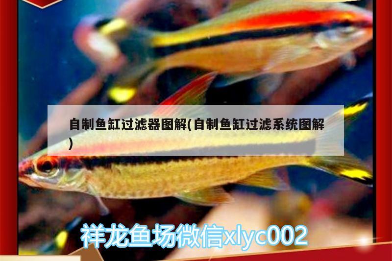 自制魚缸過濾器圖解(自制魚缸過濾系統(tǒng)圖解) 元寶鯽