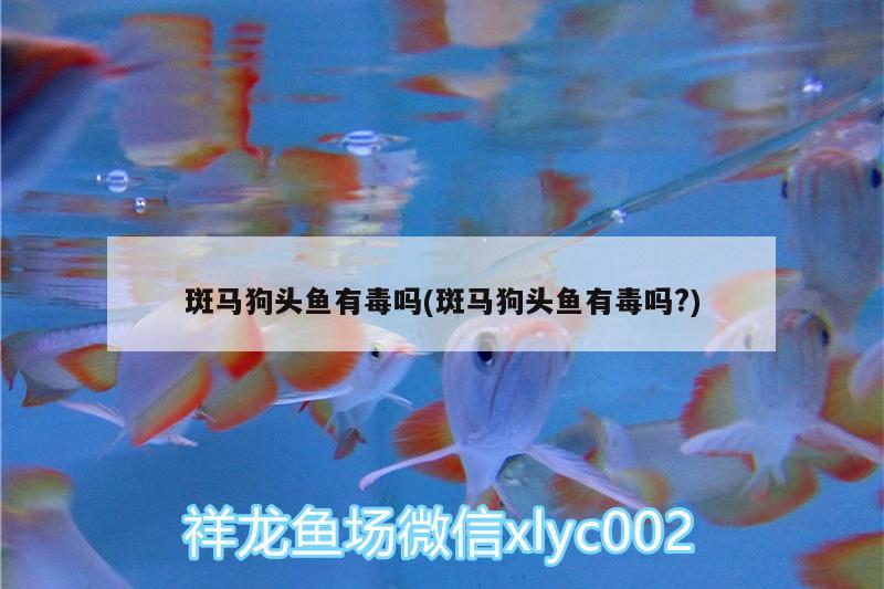 斑馬狗頭魚有毒嗎(斑馬狗頭魚有毒嗎?) 斑馬狗頭魚