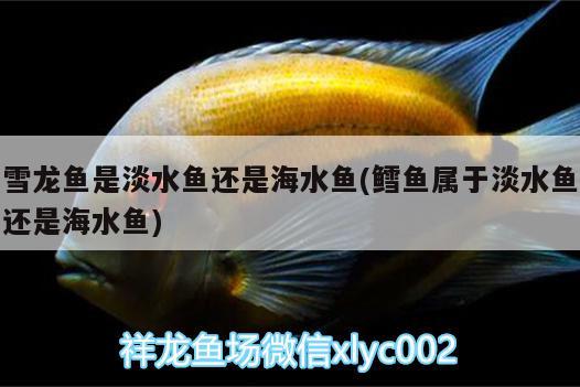 雪龍魚(yú)是淡水魚(yú)還是海水魚(yú)(鱈魚(yú)屬于淡水魚(yú)還是海水魚(yú))