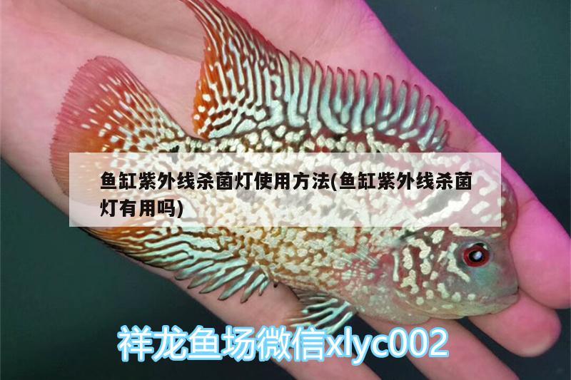 魚缸紫外線殺菌燈使用方法(魚缸紫外線殺菌燈有用嗎) 水溫計(jì)