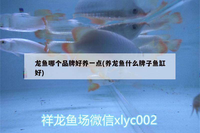 龍魚哪個品牌好養(yǎng)一點(養(yǎng)龍魚什么牌子魚缸好)