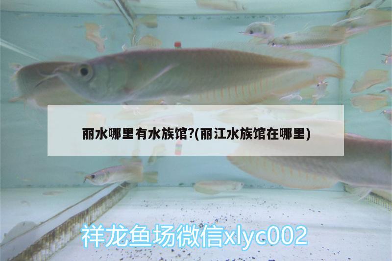 麗水哪里有水族館?(麗江水族館在哪里) 狗頭魚