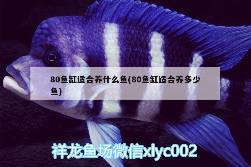 80魚缸適合養(yǎng)什么魚(80魚缸適合養(yǎng)多少魚)