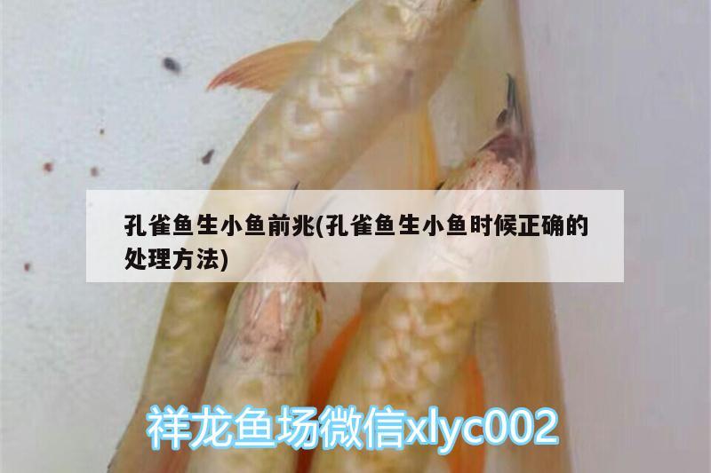 孔雀魚生小魚前兆(孔雀魚生小魚時(shí)候正確的處理方法)