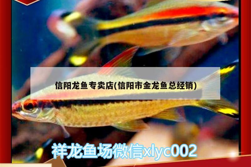 信陽龍魚專賣店(信陽市金龍魚總經(jīng)銷)