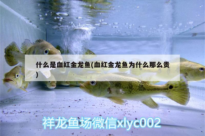 什么是血紅金龍魚(血紅金龍魚為什么那么貴) 斑馬鴨嘴魚