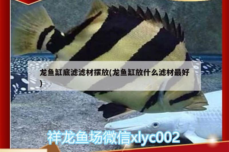 龍魚缸底濾濾材擺放(龍魚缸放什么濾材最好)