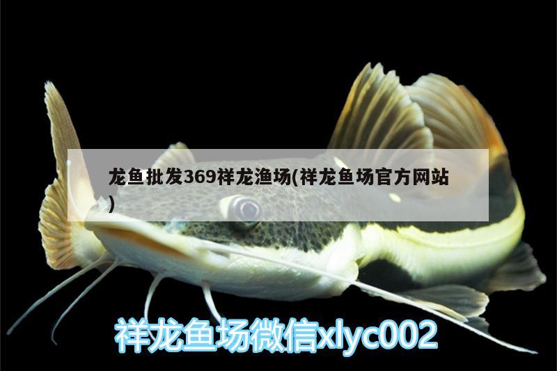 龍魚批發(fā)369祥龍漁場(祥龍魚場官方網(wǎng)站) 龍魚批發(fā) 第2張