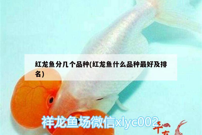 紅龍魚分幾個品種(紅龍魚什么品種最好及排名) 祥龍龍魚魚糧