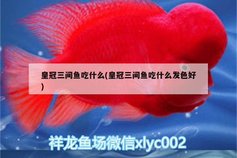 皇冠三間魚吃什么(皇冠三間魚吃什么發(fā)色好) 和尚魚