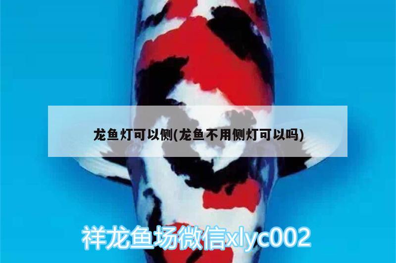 龍魚燈可以側(cè)(龍魚不用側(cè)燈可以嗎)