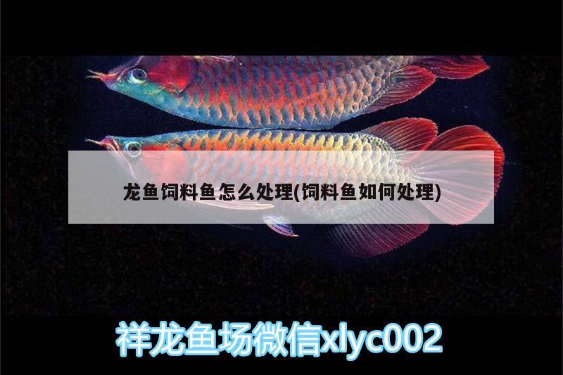 龍魚飼料魚怎么處理(飼料魚如何處理) 委內(nèi)瑞拉奧里諾三間魚苗