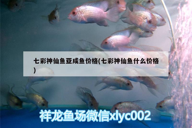 七彩神仙魚(yú)亞成魚(yú)價(jià)格(七彩神仙魚(yú)什么價(jià)格)