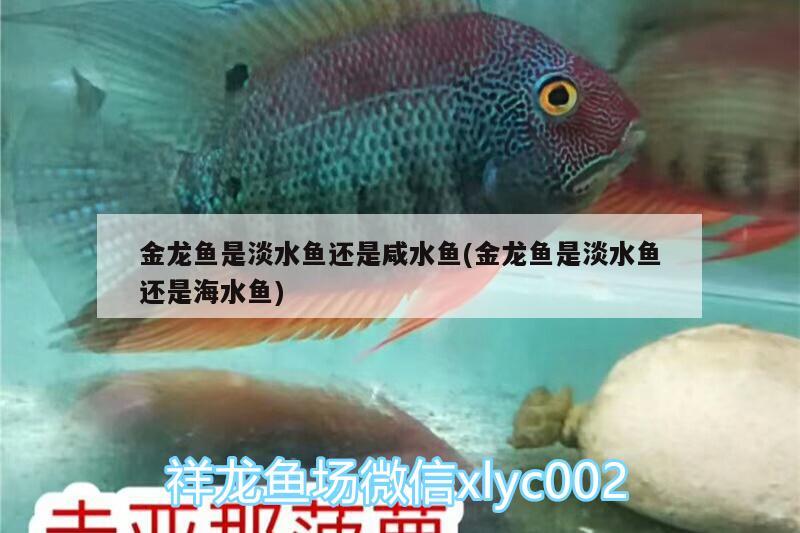 金龍魚是淡水魚還是咸水魚(金龍魚是淡水魚還是海水魚)