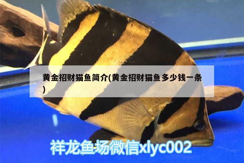 黃金招財(cái)貓魚簡(jiǎn)介(黃金招財(cái)貓魚多少錢一條) 黃金招財(cái)貓魚