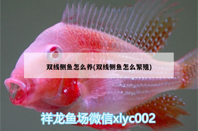 雙線側(cè)魚(yú)怎么養(yǎng)(雙線側(cè)魚(yú)怎么繁殖) 雙線側(cè)魚(yú)