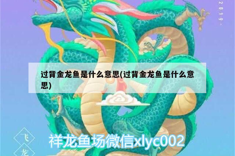 過(guò)背金龍魚是什么意思(過(guò)背金龍魚是什么意思) 金龍魚百科