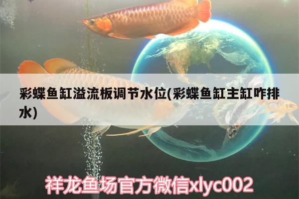 彩蝶魚缸溢流板調節(jié)水位(彩蝶魚缸主缸咋排水) 綠皮皇冠豹魚