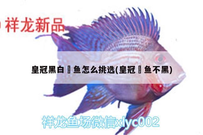 皇冠黑白魟魚怎么挑選(皇冠魟魚不黑) 皇冠黑白魟魚