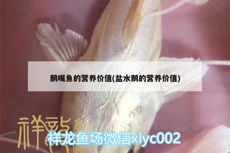 鵝嘴魚的營養(yǎng)價(jià)值(鹽水鵝的營養(yǎng)價(jià)值) 蘇虎