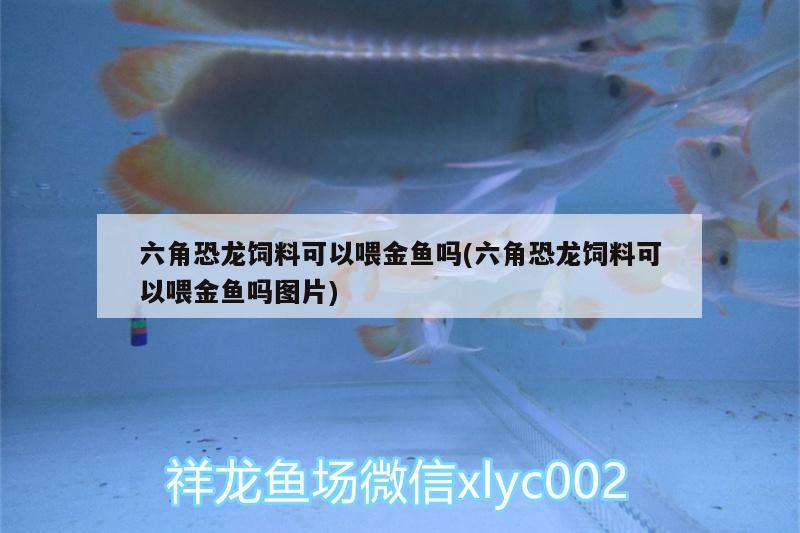 六角恐龍飼料可以喂金魚嗎(六角恐龍飼料可以喂金魚嗎圖片) 哥倫比亞巨暴魚苗 第2張