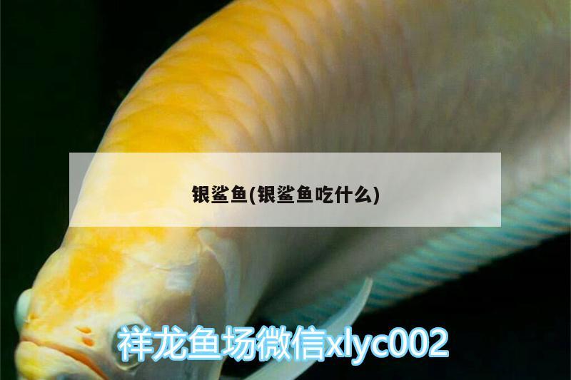 銀鯊魚(銀鯊魚吃什么)