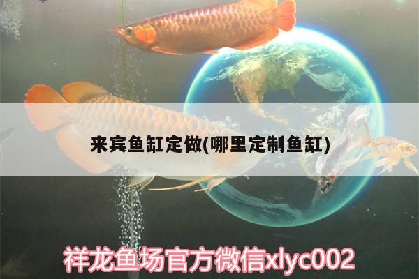 來賓魚缸定做(哪里定制魚缸) 大日玉鯖魚