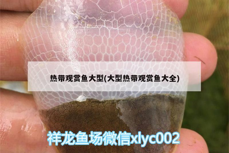 熱帶觀賞魚大型(大型熱帶觀賞魚大全) 潛水泵