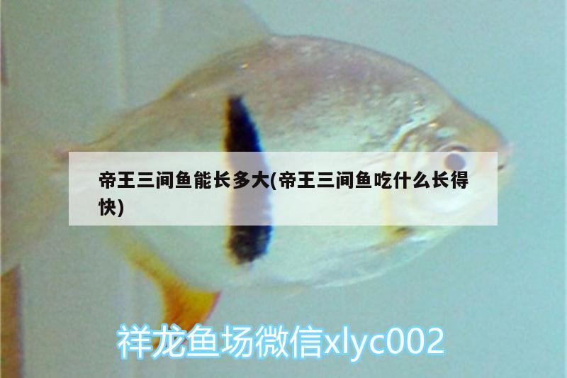 帝王三間魚能長多大(帝王三間魚吃什么長得快) 帝王三間魚