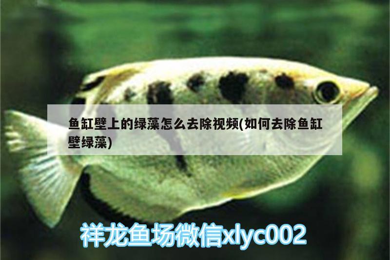 魚缸壁上的綠藻怎么去除視頻(如何去除魚缸壁綠藻)