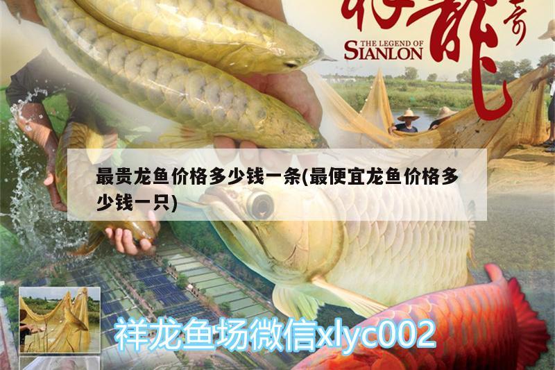 最貴龍魚價格多少錢一條(最便宜龍魚價格多少錢一只) 青龍魚