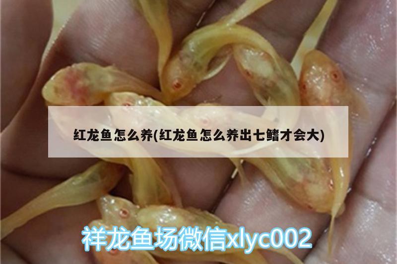 紅龍魚怎么養(yǎng)(紅龍魚怎么養(yǎng)出七鰭才會(huì)大) 養(yǎng)魚的好處