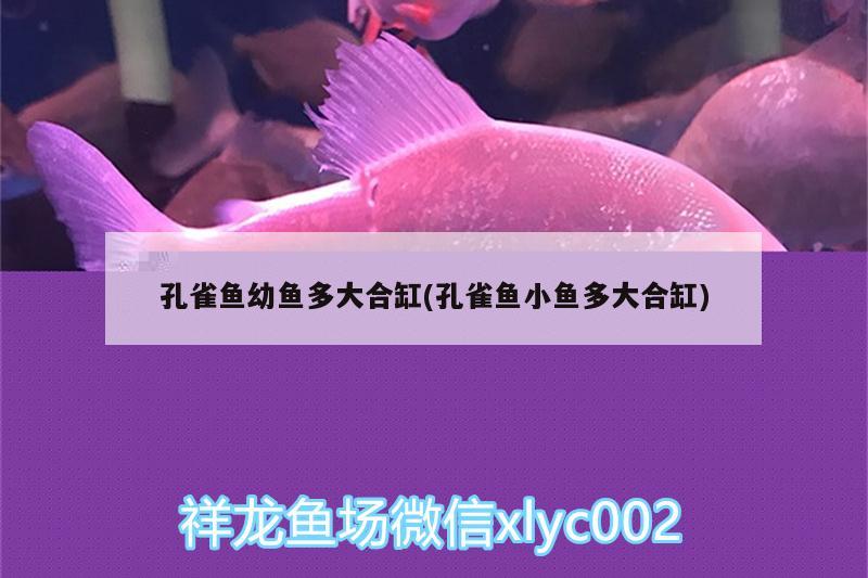 孔雀魚幼魚多大合缸(孔雀魚小魚多大合缸)