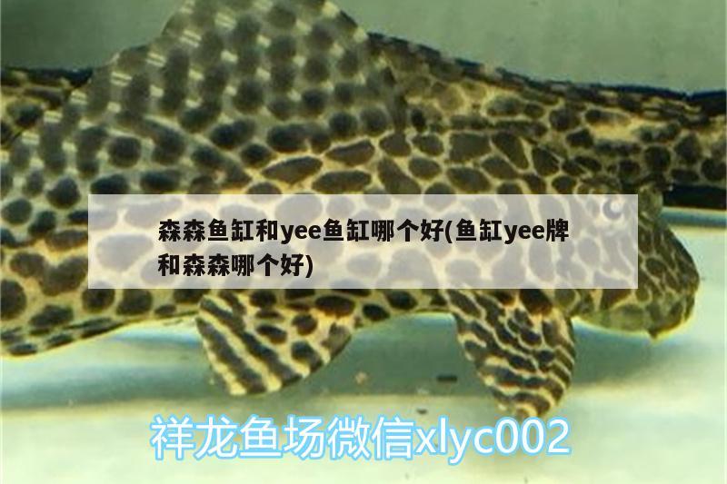 森森魚缸和yee魚缸哪個(gè)好(魚缸yee牌和森森哪個(gè)好) yee