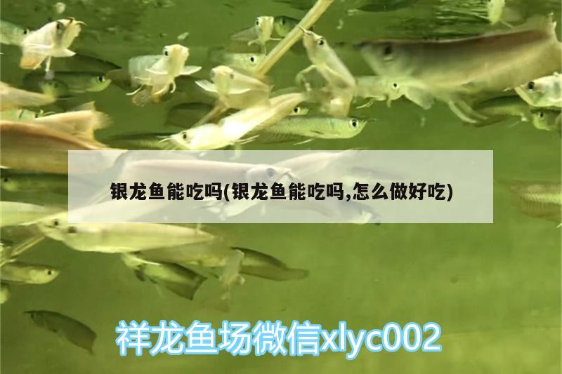 銀龍魚能吃嗎(銀龍魚能吃嗎,怎么做好吃) 銀龍魚百科