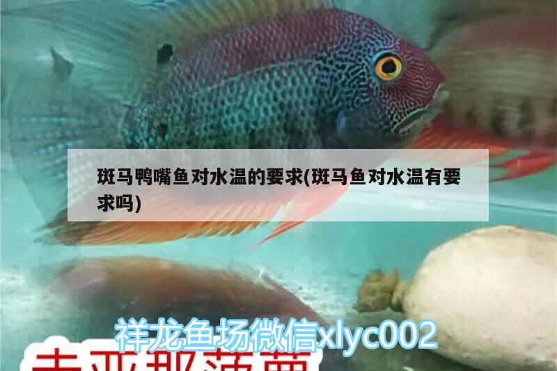 斑馬鴨嘴魚對(duì)水溫的要求(斑馬魚對(duì)水溫有要求嗎)