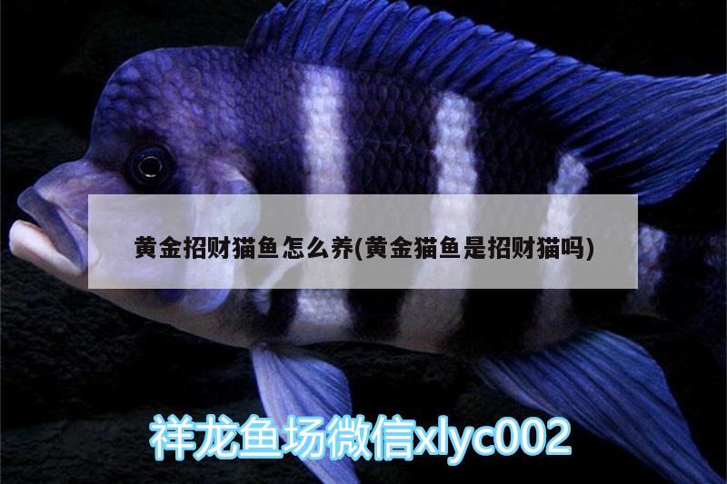 黃金招財(cái)貓魚(yú)怎么養(yǎng)(黃金貓魚(yú)是招財(cái)貓嗎)