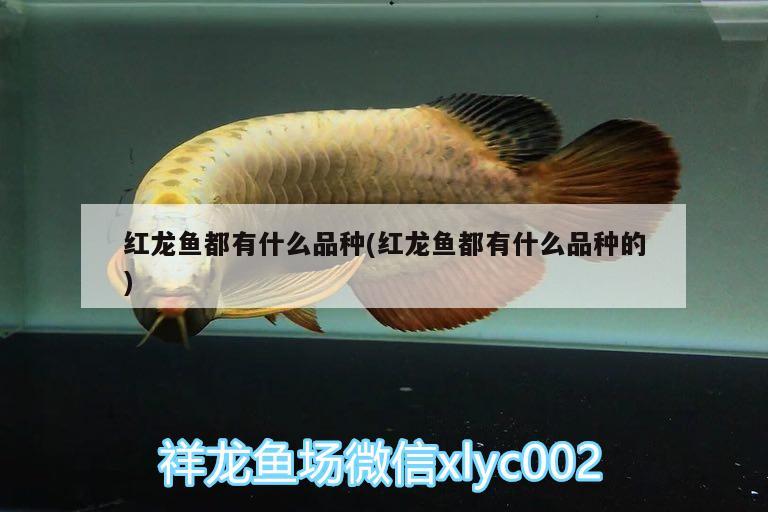 紅龍魚都有什么品種(紅龍魚都有什么品種的)