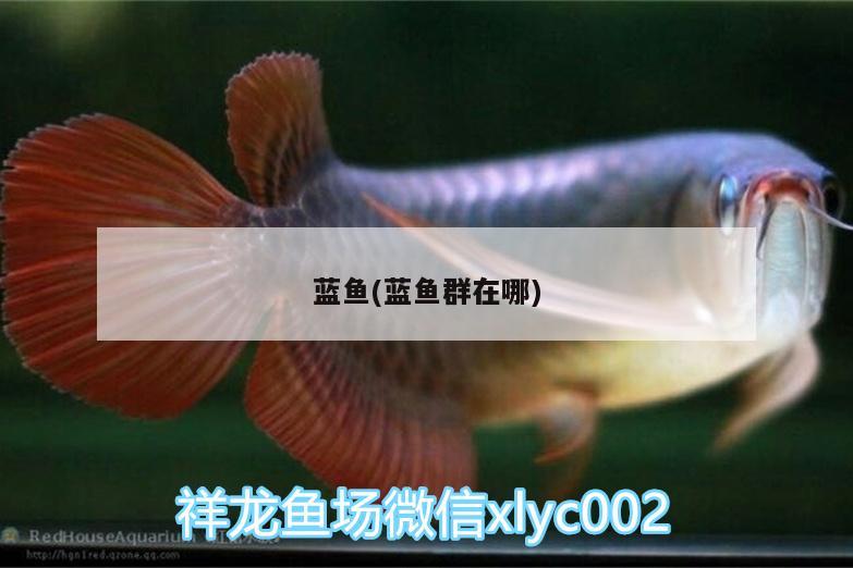 藍魚(藍魚群在哪) 白化火箭魚