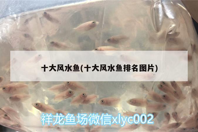 十大風(fēng)水魚(yú)(十大風(fēng)水魚(yú)排名圖片) 魚(yú)缸風(fēng)水 第2張