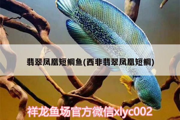 翡翠鳳凰短鯛魚(西非翡翠鳳凰短鯛) 翡翠鳳凰魚