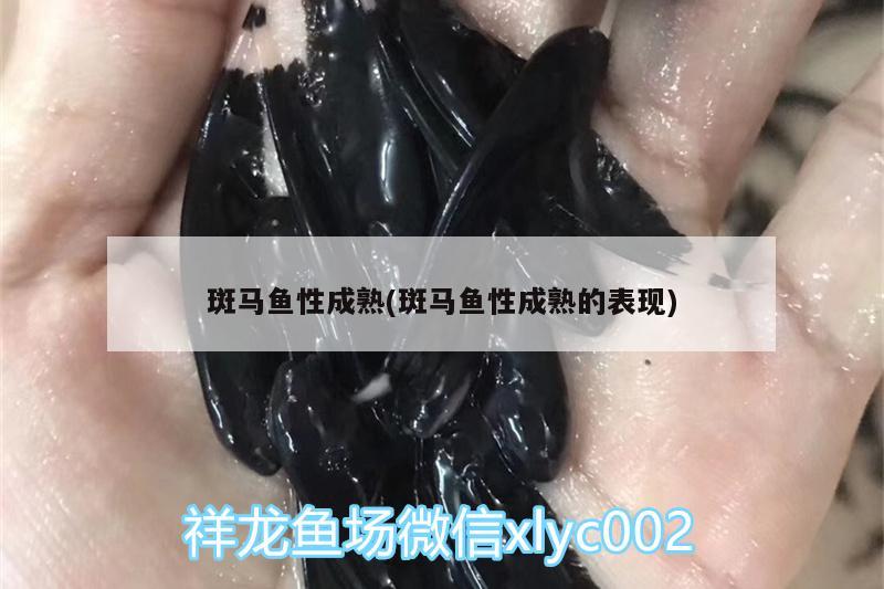 斑馬魚性成熟(斑馬魚性成熟的表現(xiàn)) 大白鯊魚