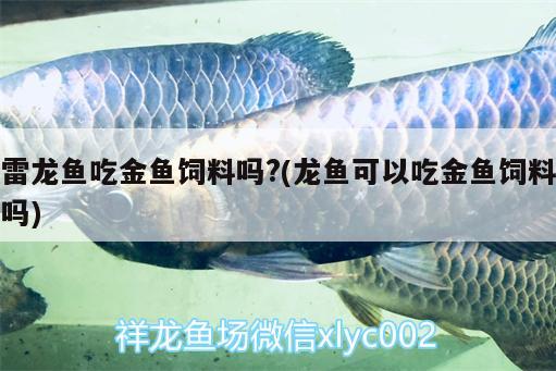 雷龍魚吃金魚飼料嗎?(龍魚可以吃金魚飼料嗎) 肥料