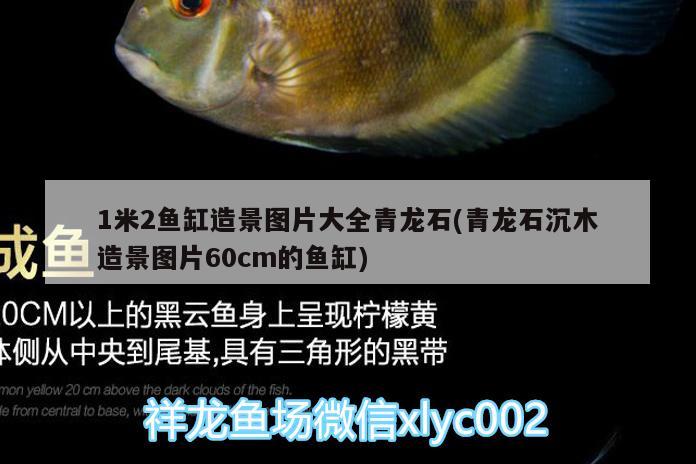 1米2魚缸造景圖片大全青龍石(青龍石沉木造景圖片60cm的魚缸) 泰龐海鰱魚 第2張