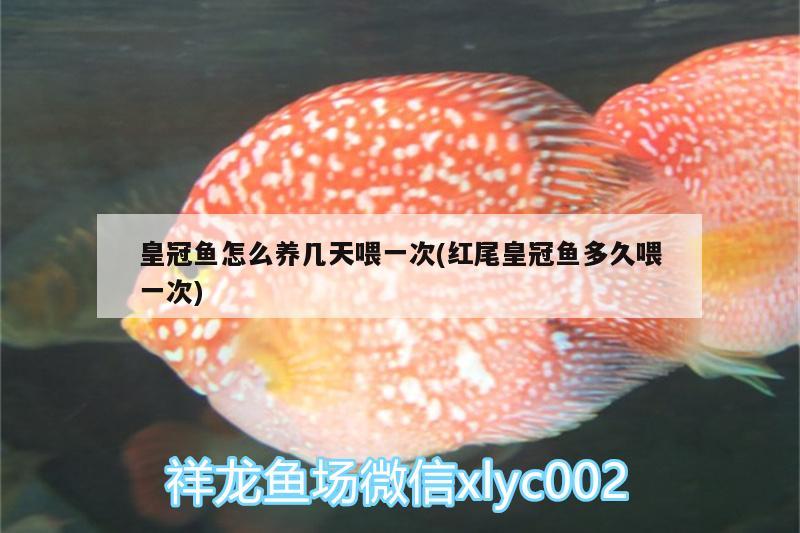 皇冠魚怎么養(yǎng)幾天喂一次(紅尾皇冠魚多久喂一次)