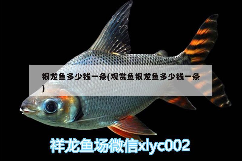 銀龍魚多少錢一條(觀賞魚銀龍魚多少錢一條) 銀龍魚百科